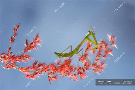 Close-up of a praying mantis on a flower, Indonesia — plant, macro ...