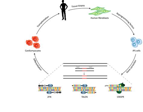 Advancements in genome editing facilitate stem cell-based gene... | Download Scientific Diagram