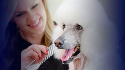 How to Choose the Best Dog Grooming School: A Comprehensive Guide - Pet Care Stores