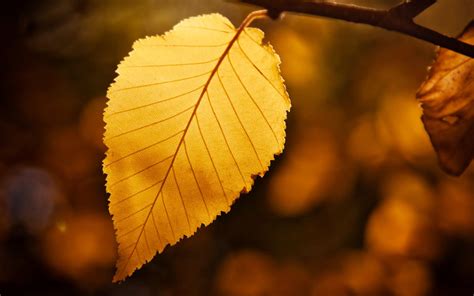 HD Golden Leaf Desktop Wallpaper | Download Free - 139593