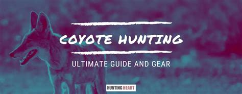 Coyote Hunting: Ultimate Guide and Gear - Hunting heart