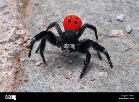 Velvet spider hi-res stock photography and images - Alamy