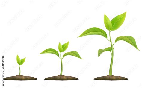 Stages of plant growth. Green sprout grows from the ground. Realistic vector illustration. It ...