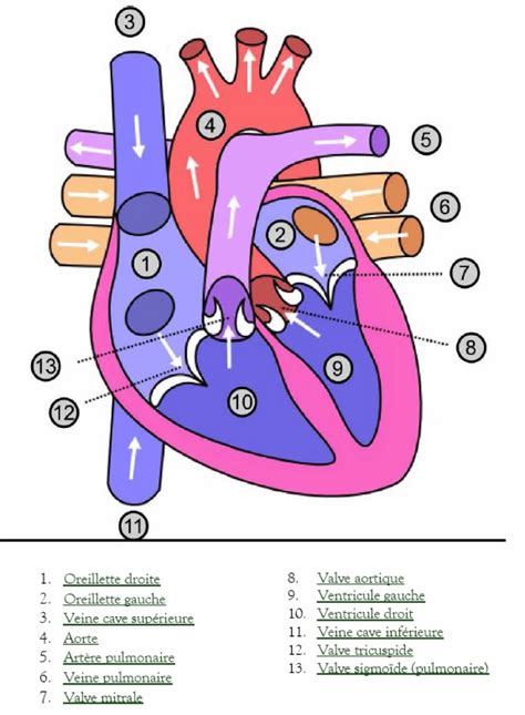 Cabinet de Cardiologie et d'explorations cardio-vasculaires - Dr. Nadia ...