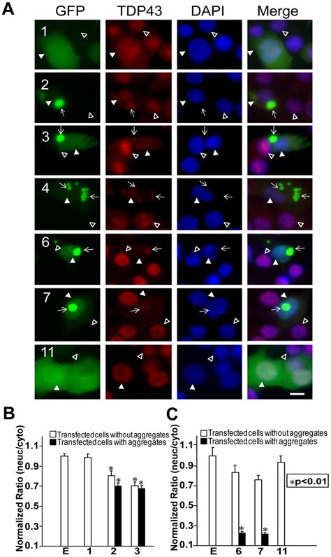 Expression of truncated TDP43 proteins reduces endogenous TDP-43 in the ...