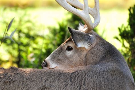 Free stock photo of animal, antlers, deer