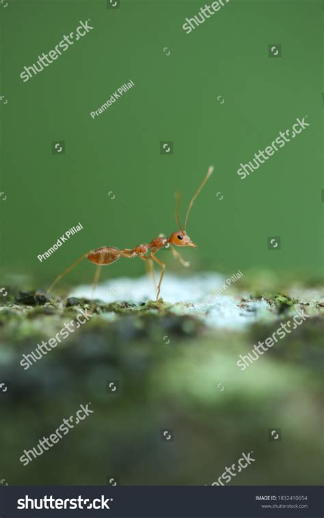 19 Meat Eater Ants Images, Stock Photos & Vectors | Shutterstock