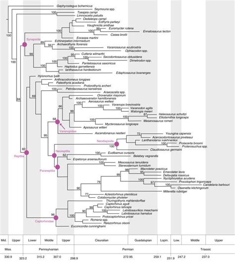 New study with major changes to reptile classification: varanopids and parareptiles are diapsid ...