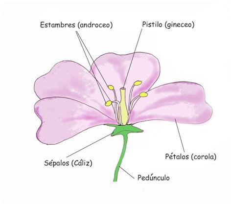 el Blog del Profe de Biolo: Flores y Frutos ( Morfología )