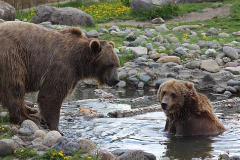 Montana Grizzly Encounter: Best Place to Learn About Bears - Discovering Montana