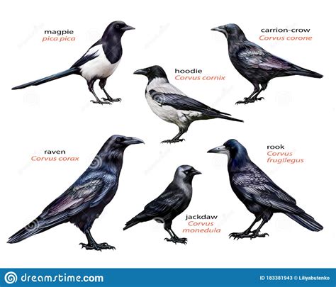 Family of corvids Corvidae, set. Illustration about european, corvid ...