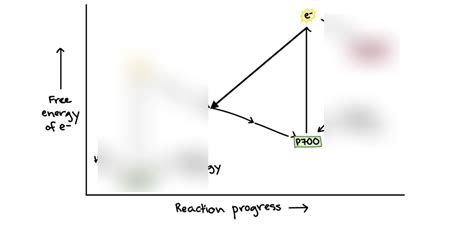 Cyclic phosphorylation Diagram | Quizlet