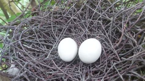 Wood Pigeons Nest Eggs Hatching! - YouTube