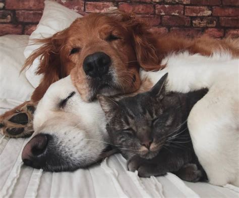 20 Cute Animals That Adore Cuddling - The Frisky