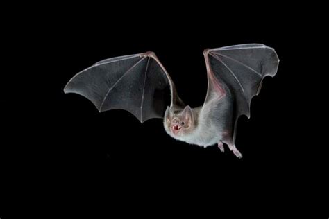 Vampire bats adapted to drinking blood by shedding several genes | New ...