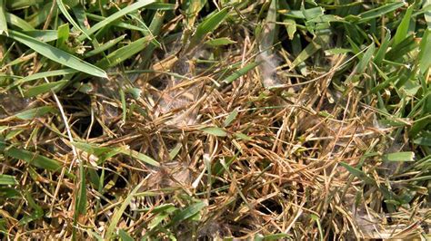 Pythium Blight | NC State Extension