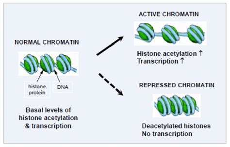 Histone acetylation increases gene expression via changes in chromatin... | Download Scientific ...