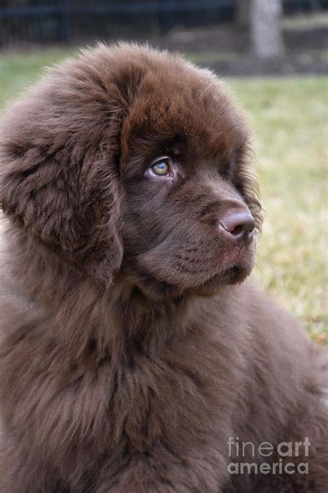 Cute Chocolate Brown Newfie Puppy Dog Looking Up Photograph by DejaVu ...