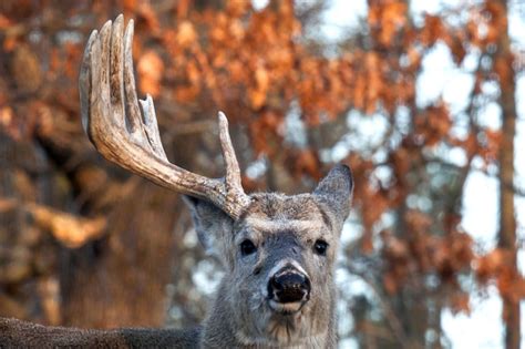 When Do Deer Shed Their Antlers? The Factors That Affect The Yearly ...