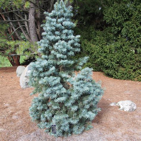 12 Easy-to-Grow Species of Fir Trees