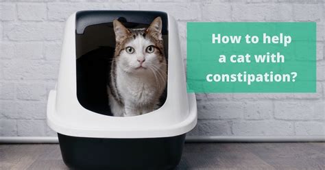 How To Help A Cat With Constipation? - I Love Veterinary