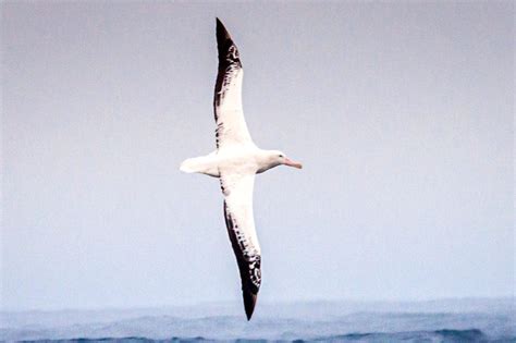 New Research Unlocks Clues About the Iconic Flight of the Wandering Albatross – Woods Hole ...