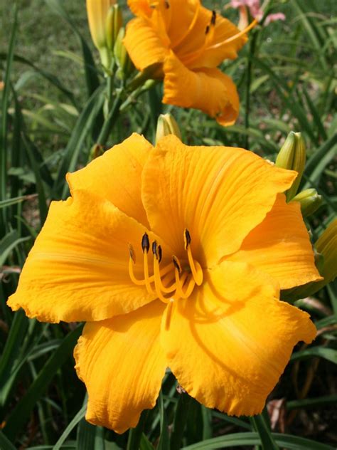 Daylily Varieties | Daylily Photos | HGTV