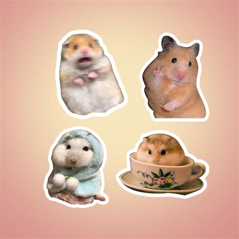 Hamster Standing Meme | ubicaciondepersonas.cdmx.gob.mx