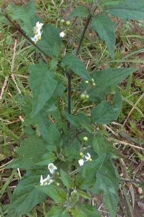 Blackberry Nightshade - Delectable Garden