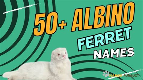 Female Ferret Names: Cute & Loving!