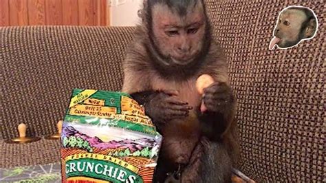 Capuchin Monkey Tells You How Much He LOVES His Snack! - YouTube