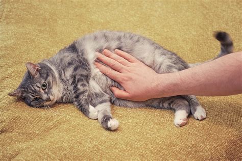 Signs That Your Cat Is Having a Seizure | Pewaukee Veterinary Service