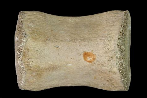 1.4" Fossil Theropod Dinosaur Vertebra - Morocco For Sale (#144824) - FossilEra.com