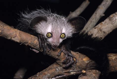 Study with Aye-Ayes, Slow Loris Sheds Light on Origins of Alcohol Consumption | Biology | Sci ...