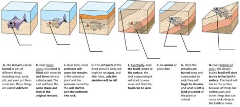 How a fossil is formed Diagram | Quizlet