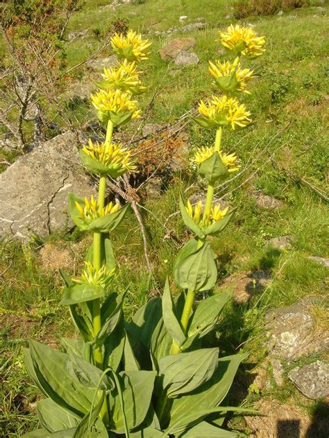 Gentiana lutea - Alchetron, The Free Social Encyclopedia