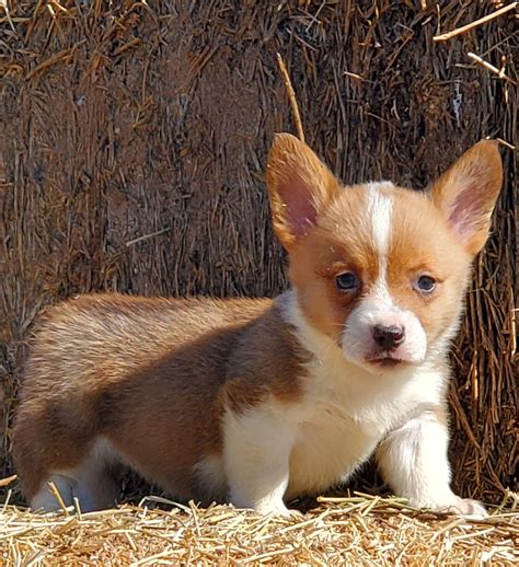 Pembroke Welsh Corgi Puppies For Sale | Marana, AZ #320048