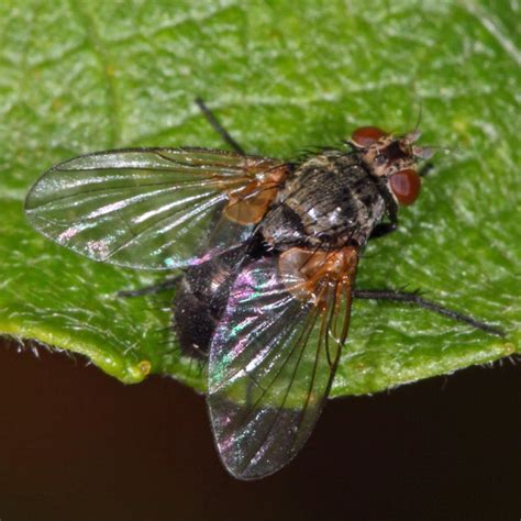 Diptera.info - Discussion Forum: Tachinidae