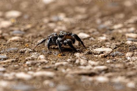 Jumping spider on a concrete surface 3774715 Stock Photo at Vecteezy