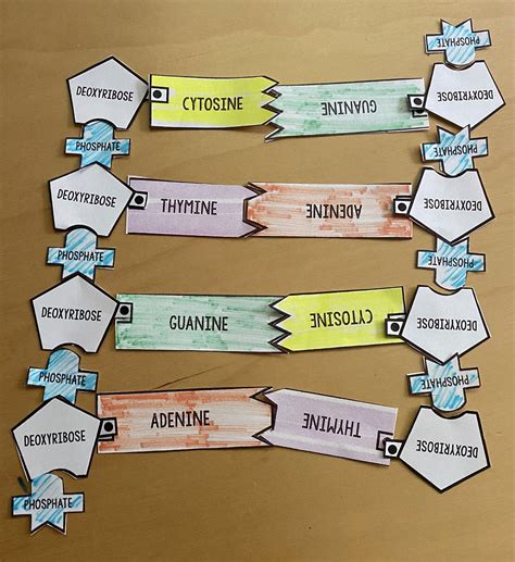 Finding Your Roots - Intro to DNA and Making a Twizzler DNA Model Activity