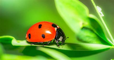 Red Ladybug - Learn About Nature