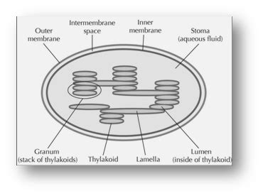 Chloroplast Diagram