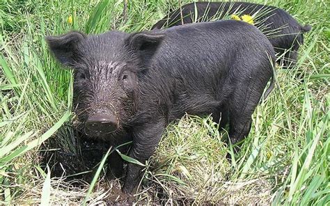 pot belly pigs: Mulefoot pigs