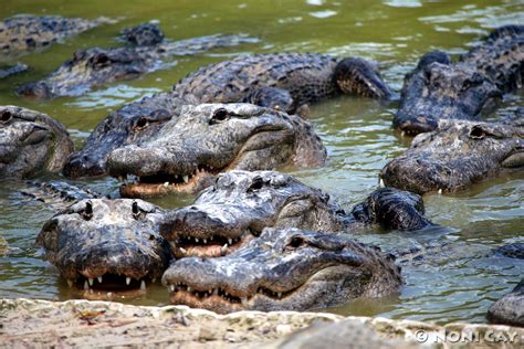 Alligator Farm -Southern Florida | Noni Cay Photography