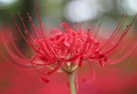 Lys Mystique de l'araignée Rouge - Semence Canada