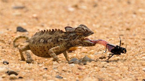 Chameleon Diet - What Do Chameleons Eat? - Chameleon Facts | Chameleon ...