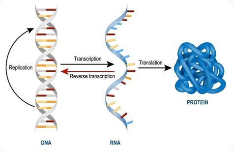 Mrna Structure And Function