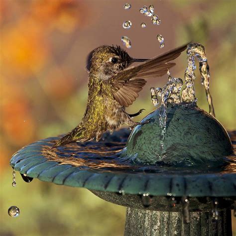 Hummingbirds Love This Type of Birdbath | Hummingbird bird bath, How to attract hummingbirds ...