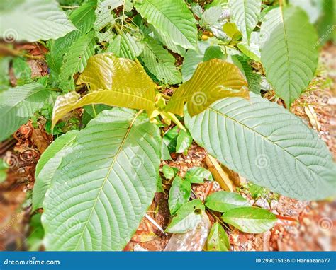 Ketum Leaves Ketum Leaf Tree Background Green Stock Photo - Image of ketum, background: 299015136