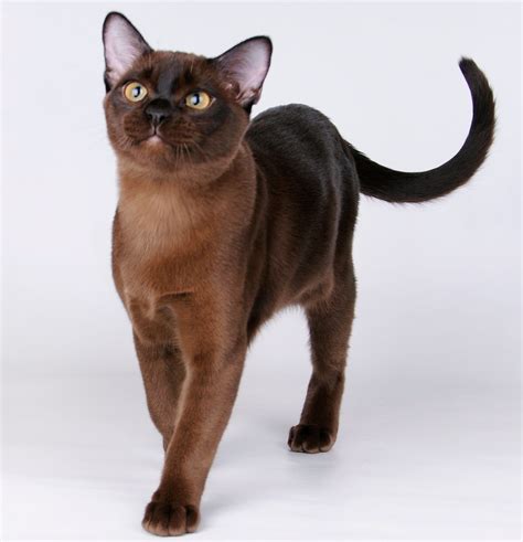 Pin on Cat Breeds